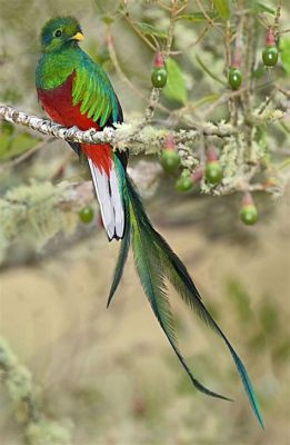  Quetzal! A Bird So Exquisite, It’s Like a Rainbow Fell From the Sky and Landed on its Feathers