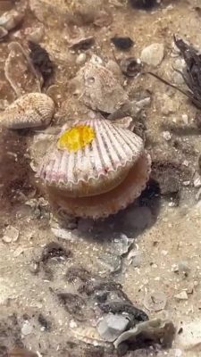  Scallops: A Treasure Trove of Bivalve Delight Found Burrowing into the Ocean Floor!