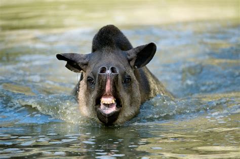  Tapir! An Intriguing Combination of a Prehistoric Hog and a Snorkeling Anteater?