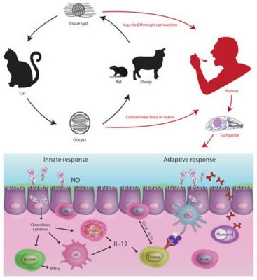  Toxoplasma gondii: A Masterful Manipulator Lurking Within!