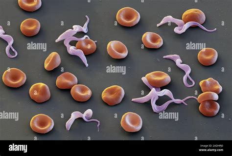  Trypanosoma: A Single-Celled Mastermind Behind Sleeping Sickness!