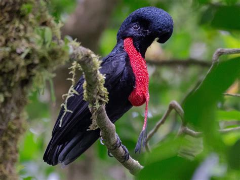  Umbrellabird: A Feathery Wonder Possessing One-of-a-Kind Head Ornamentation and Strikingly Complex Courtship Rituals!