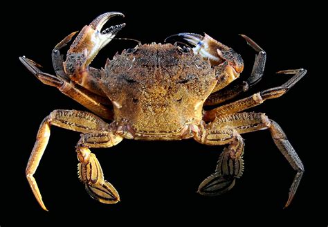  Velvet Swimming Crab:  Discover The Majestic Crustacean That Thrives In The Deepest Ocean Trenches!