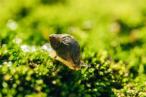  Volvatella! A Tiny Snail With a Big Appetite for Algae