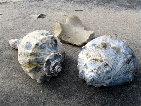 Whelk: A Shellfish Master of Disguise and Slow-Motion Predator!