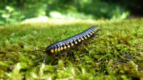 White-Toothed Millipede: This Curious Crawler Employs Chemical Warfare While Thriving In Forest Ecosystems!