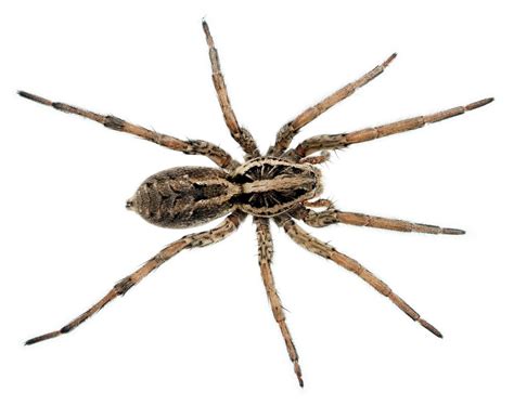 Wolf Spider: This Nocturnal Hunter Uses Its Exceptional Vision and Hairy Legs To Navigate Its Environment!