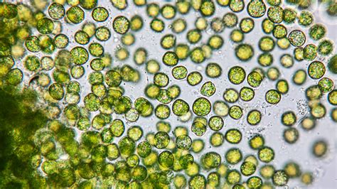 Yellow-Green Algae: This Single-Celled Wonder Thrives in Freshwater Environments and Performs Photosynthesis Like Plants!