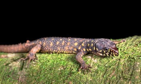  Yellow-Spotted Lizard: Cold-Blooded and Sporting Vivid Spots Across Its Scaly Back!