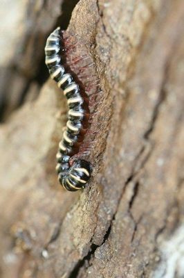 Zebra Millipede: A Curious Crawling Creature Covered In Stripes Like A Miniature Zebra!