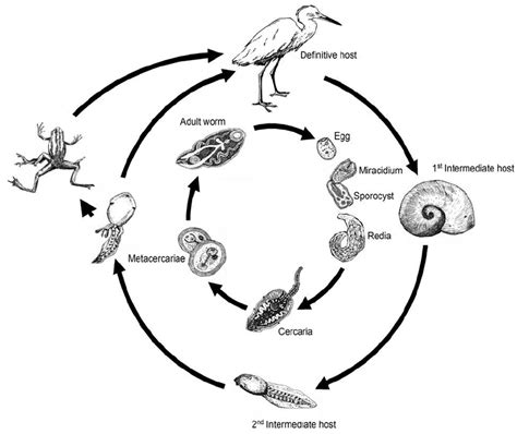   Zoogonus! A Trematode With an Unorthodox Lifecycle That Will Make You Question Everything You Thought You Knew About Parasites